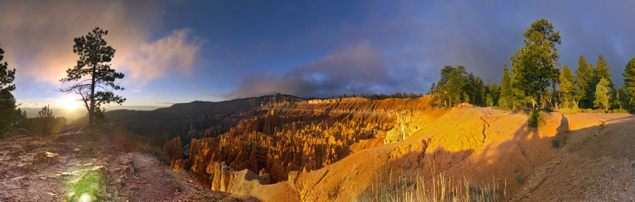 Dawn light across the Bryce Amphitheater, with pines along the rim