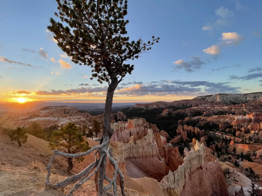 A tree with a curved trunk and exposed roots in front of the Bryce amphitheater at sunrise.