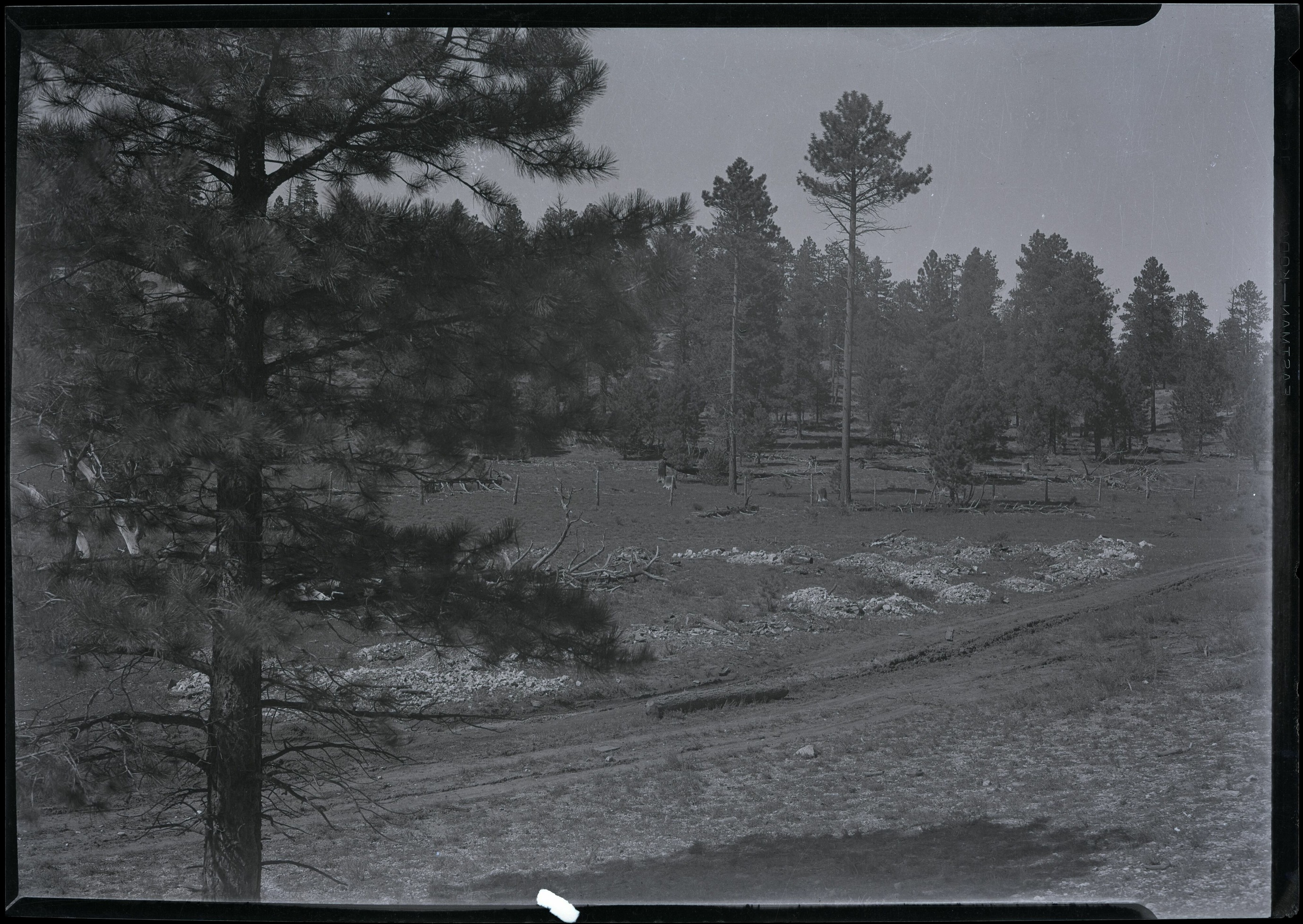 A dirt road curves past pines and low ground vegetation in a wide historic photograph.
